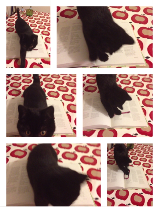 Even my kitten loves this book!